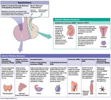 Hypothalamus and pituitary gland hormone summary