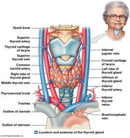 Anatomy of the thyroid gland
