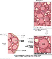 Histology of the thyroid gland and follicles
