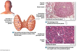 Location and histology of the parathyroid glands