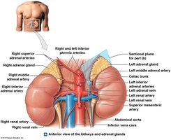 Anatomy of the adrenal glands