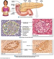 Anatomy and histology of the pancreas and islets