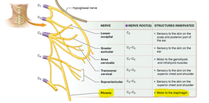 Cervical plexus and phrenic nerve