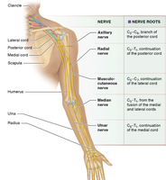 Brachial plexus and major nerves