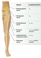 Lumbar plexus and major nerves