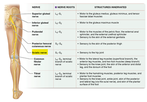 Sacral plexus and sciatic nerve
