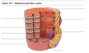 Skeletal muscle fiber model
