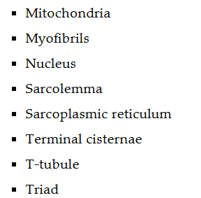 Muscle fiber structure terms