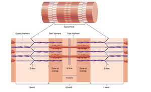 Sarcomere structure