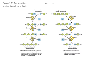 Dehydration synthesis and hydrolysis of carbohydrates