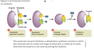 Enzyme function as catalyst