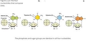 The four nucleotides that compose DNA