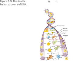 Double helical structure of DNA