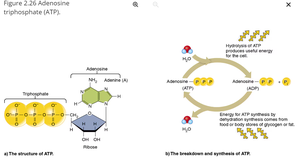 Structure and breakdown/synthesis of ATP
