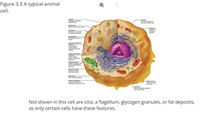 A typical animal cell