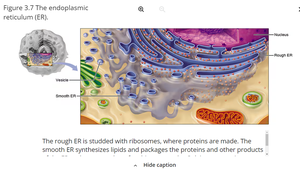 The endoplasmic reticulum (ER)