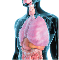 Anatomy of the respiratory system in the thorax