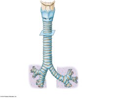 Trachea and main bronchi