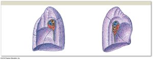 Mediastinal surface of right and left lungs
