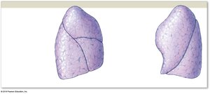 Costal surface of right and left lungs