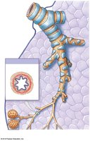 Bronchi and bronchioles structure