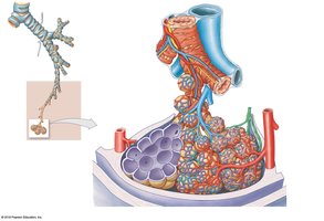 Pulmonary lobule structure