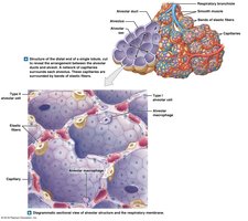 Alveolar organization and blood air barrier