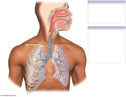 Diagram of upper and lower respiratory system