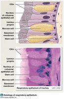 Histology of respiratory epithelium