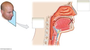 Sagittal section of head and neck showing pharynx