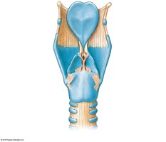 Posterior view of the larynx