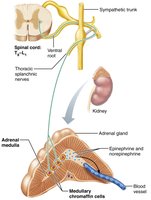 Sympathetic innervation of the adrenal medulla