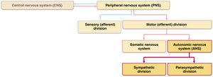 Structural organization of the nervous system, showing the place of the ANS