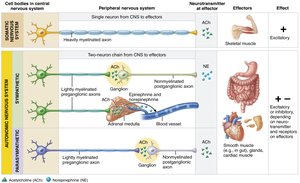 Comparison of motor neurons in the somatic and autonomic nervous systems