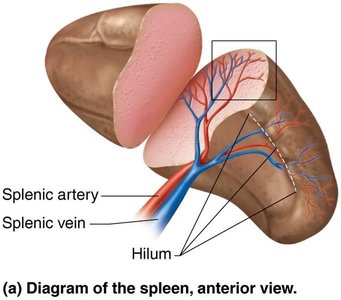 Diagram of the spleen, anterior view