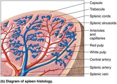 Diagram of spleen histology