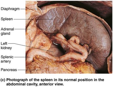 Photograph of the spleen in the abdominal cavity