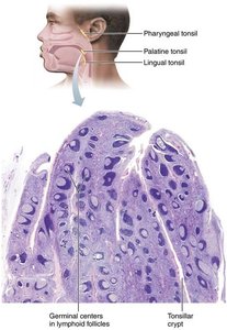 Histology of the palatine tonsil