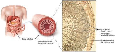 Peyer's patch in the small intestine