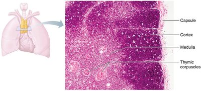 Thymus structure and histology