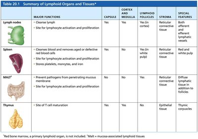 Summary table of lymphoid organs and tissues