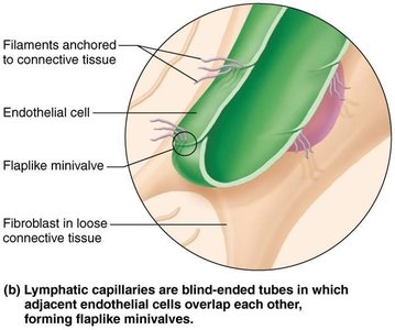 Structure of lymphatic capillaries showing minivalves