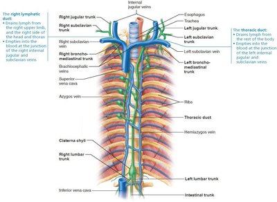 Major lymphatic trunks and ducts