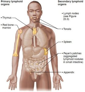 Lymphoid organs in the human body