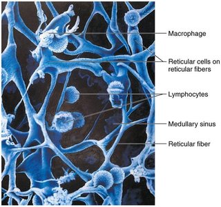 Reticular connective tissue in a human lymph node