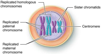 Stages of meiosis I