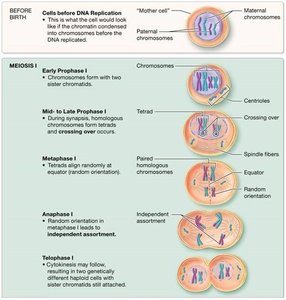 Progression from diploid to haploid cells in meiosis