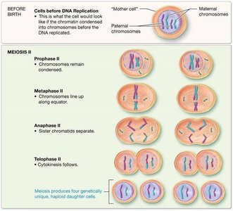 Stages of meiosis II