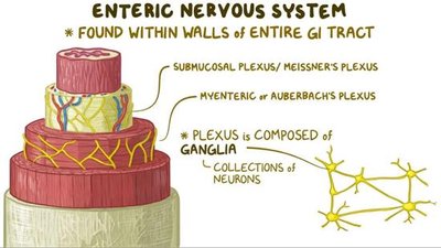 Diagram of enteric nervous system showing submucosal and myenteric plexuses