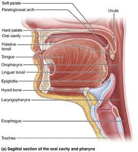Diagram of the esophagus and its anatomical relationships